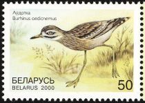 Eurasian Thick-knee (Burhinus oedicnemus)