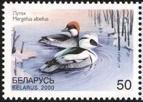 Smew (Mergellus albellus)