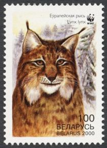 Eurasian Lynx (Lynx lynx), Head