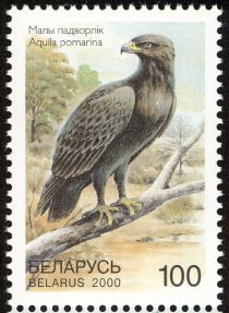 Lesser Spotted Eagle (Aquila pomarina)