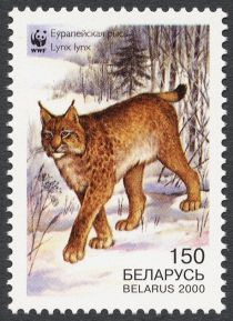 Eurasian Lynx (Lynx lynx), Walking