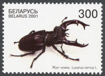 Stag Beetle (Lucanus cervus)