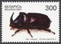 Rhinoceros Beetle (Oryctes nasicornis)