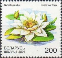 White Water-lily (Nymphaea alba)