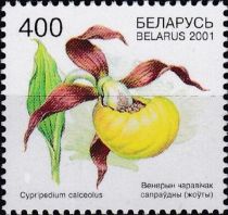 Lady's Slipper Orchid (Cypripedium calceolus)