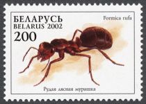 Red Wood Ant (Formica rufa)