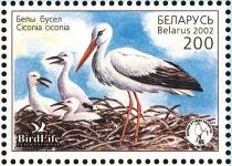 White Stork (Ciconia ciconia)