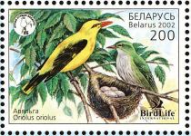 Eurasian Golden Oriole (Oriolus oriolus)