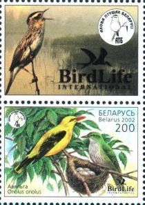 Eurasian Golden Oriole (Oriolus oriolus)