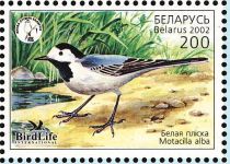 White Wagtail (Motacilla alba)