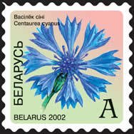 Cornflower (Centaurea cyanus)