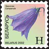 Bluebell (Campanula)