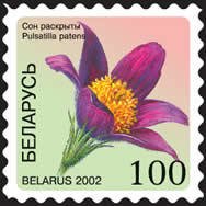 Pasque Flower (Pulsatilla patens)