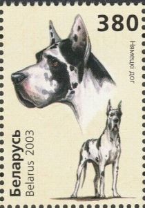 Great Dane (Canis lupus familiaris)