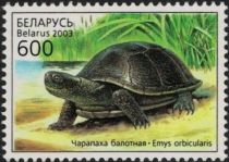 European Pond Turtle (Emys orbicularis)