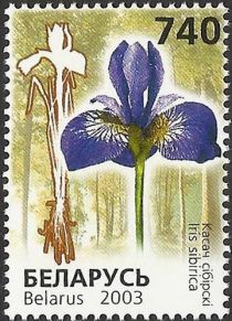 Siberian Iris (Iris sibirica)