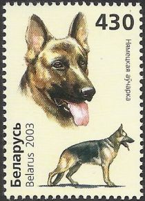 German Shepherd (Canis lupus familiaris)