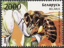 European Honey Bee (Apis mellifera)