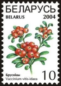 Red Bilberries (Vaccinium vitis-idaea)