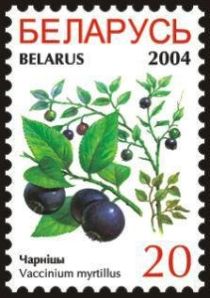 Bilberries (Vaccinium myrtillus)