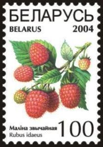 Raspberries (Rubus idaeus)