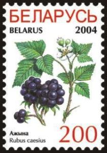 Blackberries (Rubus caesius)