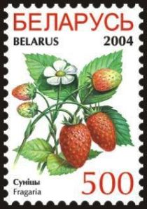 Strawberries (Fragaria)