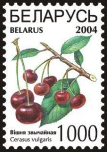 Cherries (Cerasus vulgaris)