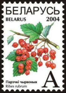 Red Currants (Ribes rubrum)