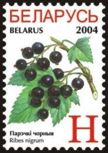 Black Currants (Ribes nigrum)