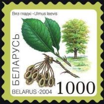 Elm (Ulmus laevis)