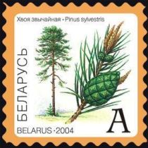 Pine (Pinus sylvestris)