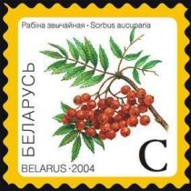 Mountain Ash (Sorbus aucuparia)