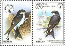 Common House Martin (Delichon urbica)