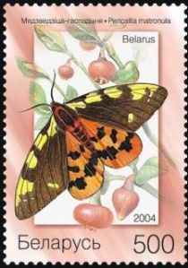 Matron (Pericallia matronula)