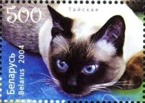 Siamese Cat (Felis silvestris catus)