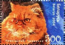 Persian Red (Felis silvestris catus)