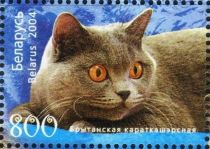 British Shorthair (Felis silvestris catus)