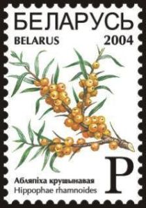 Sea-buckthorn Berries (Hippophae rhamnoides)