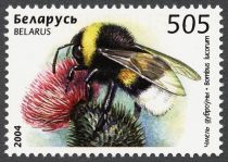 White-tailed Bumblebee (Bombus lucorum)