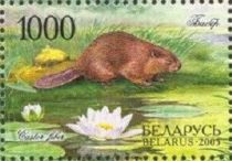 Eurasian Beaver (Castor fiber)