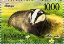 European Badger (Meles meles)