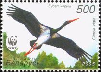 Black Stork (Ciconia nigra), in Flight