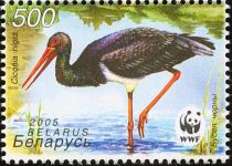 Black Stork (Ciconia nigra), Wading