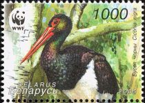 Black Stork (Ciconia nigra), Facing Left