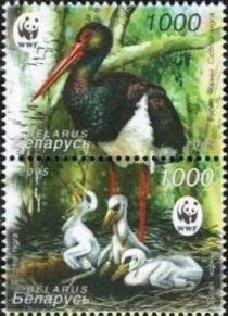 Black Stork (Ciconia nigra)