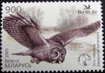 Great Grey Owl (Strix nebulosa)