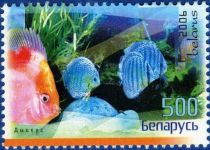 Red Discus (Symphysodon aequifasciatus)