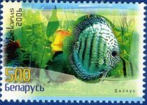 Green Striped Discus (Symphysodon aequifasciatus)