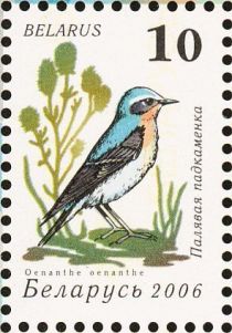 Northern Wheatear (Oenanthe oenanthe)